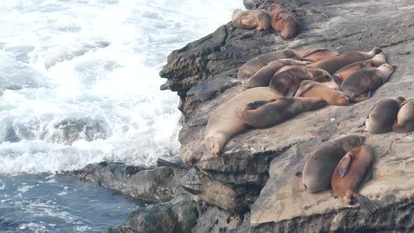 Wild Seals Rookery Sea Lions Resting on Rocky Ocean Beach California Wildlife alt
