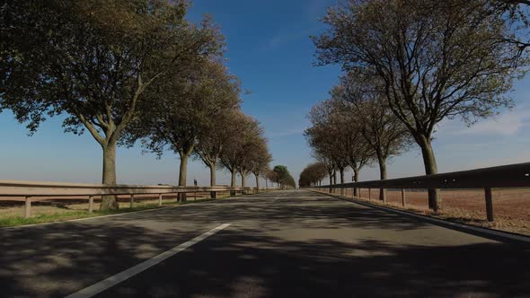 A ride through the avenue of trees