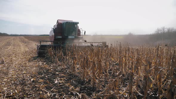 The Harvester Is Harvesting in a Field of Corn. Dry Corn Is Processed ...