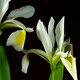 Iris White Blooming in Green House - VideoHive Item for Sale