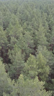 Vertical Video of the Pine Forest in the Afternoon alt