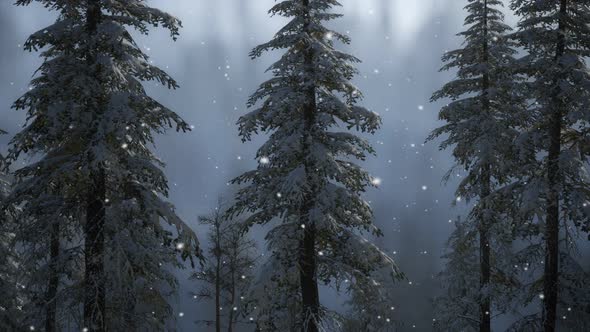 Misty Fog in Pine Forest on Mountain Slopes alt