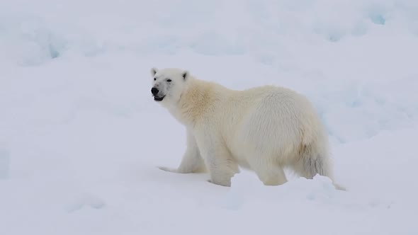 Polar Bear Walking on the Ice in Arctic