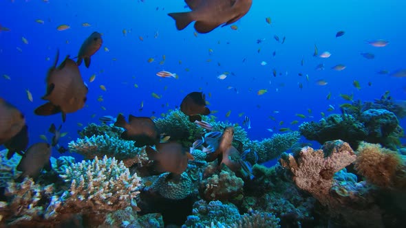 Marine Life Coral Garden alt