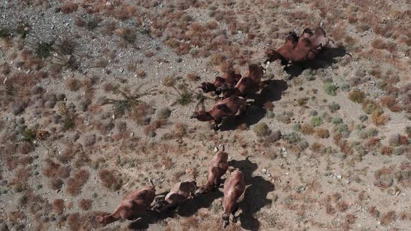 Bactrian Camel in the Gobi Desert Mongolia alt