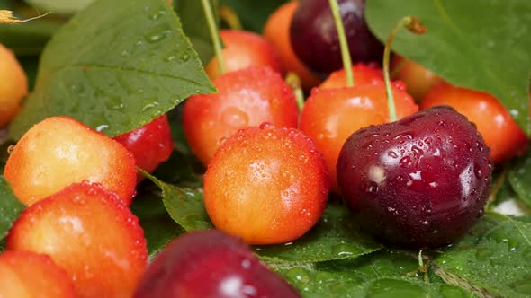 Red and Yellow Cherries Fruit with Water Drops and Tree Branch with Green Leaves