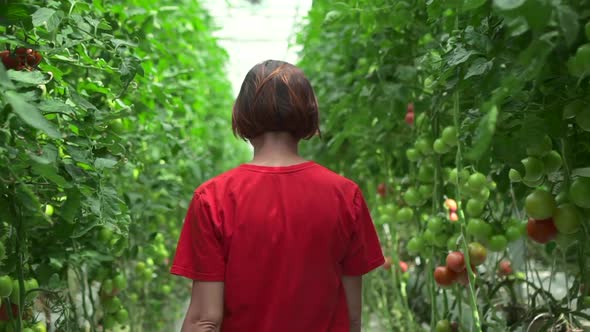 Hydroponic Farm of Woman Walking on Tomato Vegetable Plantation in Light Greenhouse Spbd alt