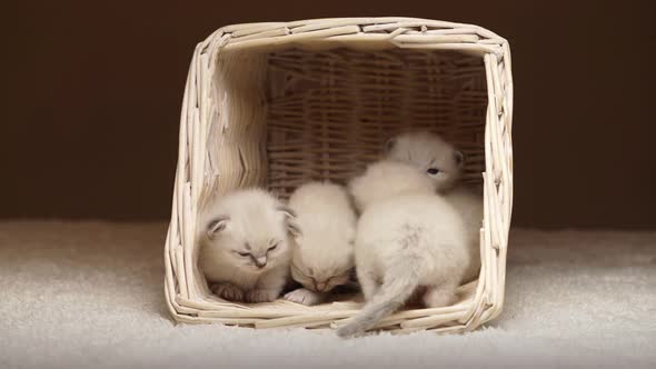 Newborn Baby Ragdoll Cats in Basket