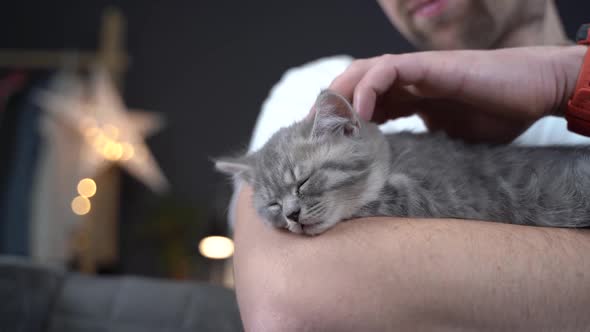 Caucasian Male Holds Small Cute Gray Scottish Straight Kitten in Arms That Falls Asleep at Home on alt