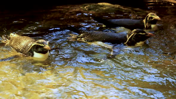 Close-up view of Northern Rockhopper penguins swimming together alt