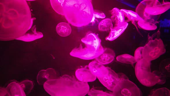 The Underwater World alt