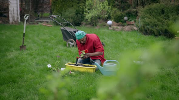 Extreme Wide Shot of Young African American Man Transplanting Red Beautiful Rose in Garden on Summer alt