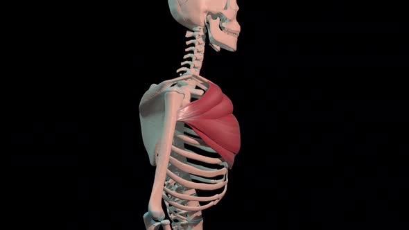 Pectoralis Major Muscles Full Rotation Loop alt
