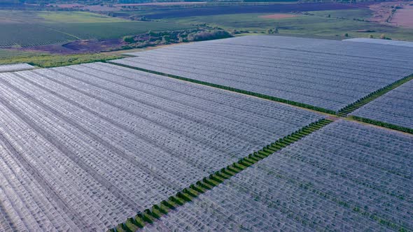 Aerial view of plastic greenhouse on apple orchard. Plant cultivation in organic farming. alt