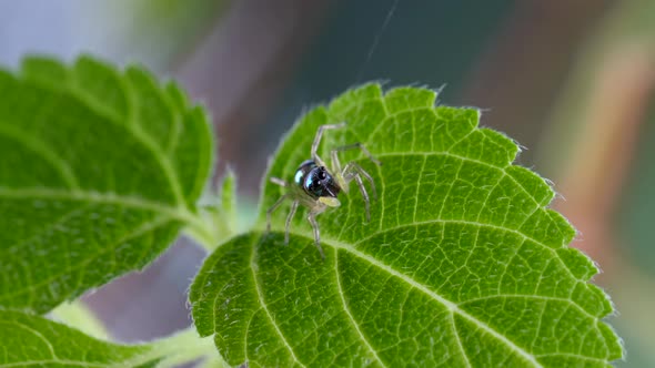 Macro Shot Cute Little Jumping Spider with Striped Bright Body on Green Foliage alt