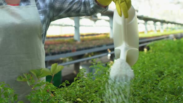 Woman in Apron Watering Growing Plants Working in Hothouse, Horticulture Hobby