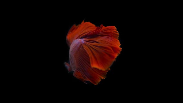 Slow motion of betta fish,  siamese fighting fish isolated on black background in Thailand. Animal alt