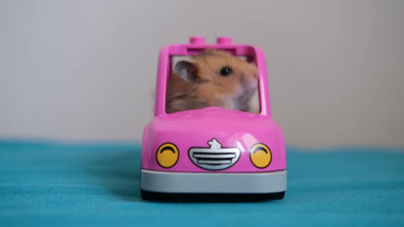 Cute Redhead Funny Hamster Sitting in a Toy Car