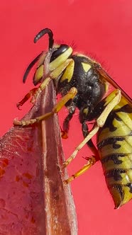 Yellow Jacket Wasp In Macro View