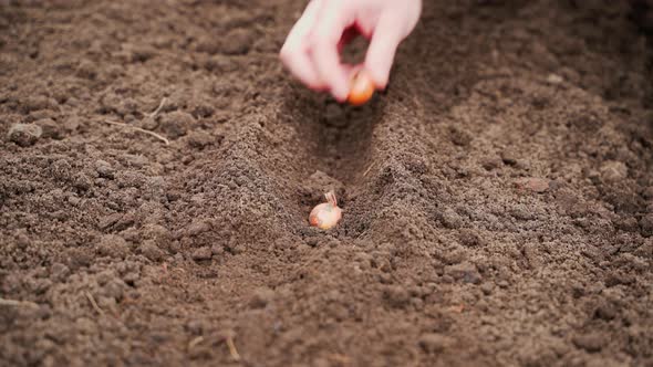 The Hand Plants Onion Seedlings in the Soil Closeup alt