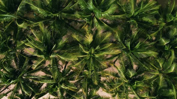 Top view of Coconuts palm trees in garden green color texture for Drone shots.