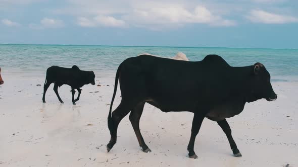 Herd of African Humpback Cows Walks on Sandy Tropical Beach By Ocean Zanzibar alt