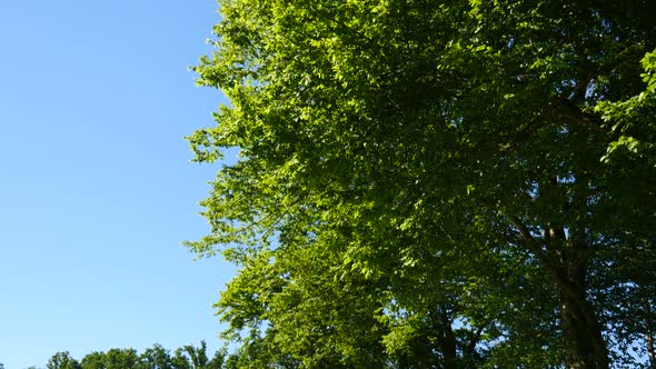 Vcom 2018 G View of the canopy of a tree Tree Sky 1130604tr