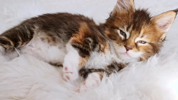 Grey Striped Kitten Wakes Up and Stretches alt