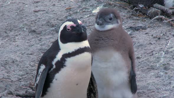 Mother Penguin and Baby