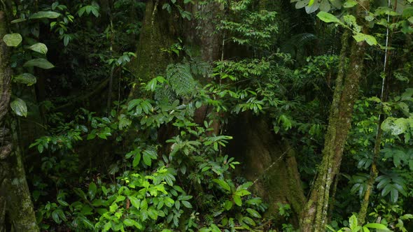 Interior of a tropical forest with thick lianas and a very large tree alt