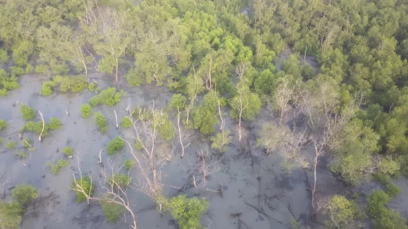 Aerial view group of bare mangrove trees alt