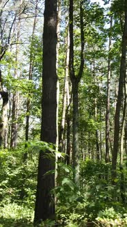 Vertical Video of Summer Forest By Day alt
