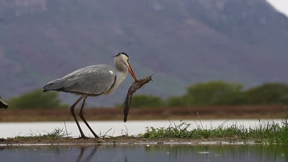 A view from a sunken photographic Lagoon hide in the Zimanga Private game reserve on a summer day of alt