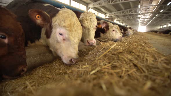 General view of cattle in a meat farm. alt