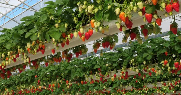 Strawberries growing under green houses in southern France. alt
