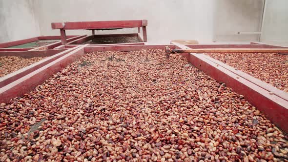 Drying Coffee Berries Indoors alt
