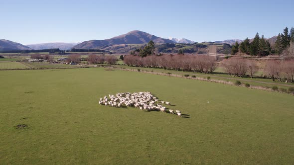 Drone Sheep Herding