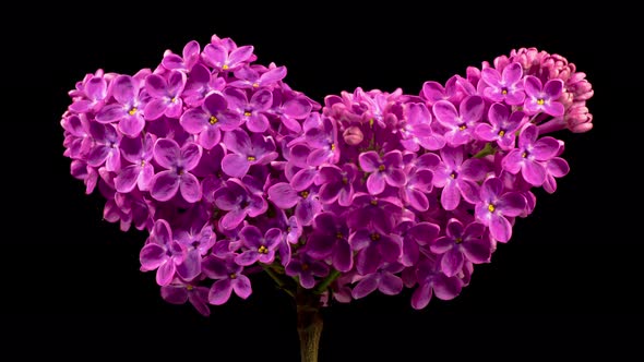 Beautiful Time Lapse of Opening Violet Flower of Lilac in the Shape of a Heart alt