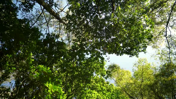 looking up into a summer forest