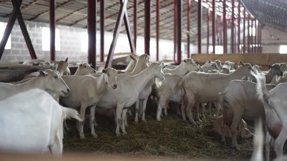 Herd of White Bearded Dairy Goats in Stable Indoors Chewing Hay Walking in Slow Motion alt