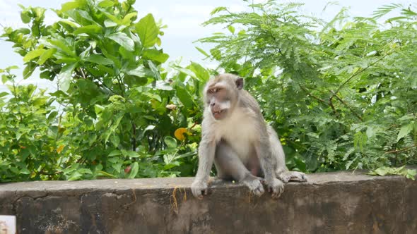 Monkey Sits on a Concrete Fence Near Pandawa Beach Bali   Handheld alt