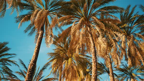Palm Trees at Santa Monica Beach alt