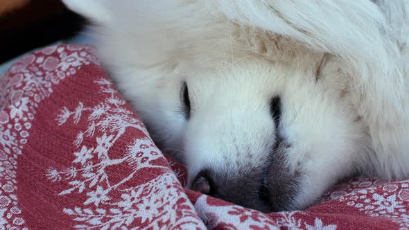 The white dog is sleeping. Eye of a sleeping Samoyed dog. Close-up. alt