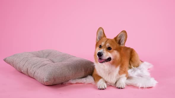 The Pembroke Welsh Corgi Lies on a White Fur Blanket Next To a Pillow alt