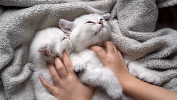 Children's Hands Stroke and Scratch Two White Fluffy and Cute Kittens of the British Breed on a Gray alt