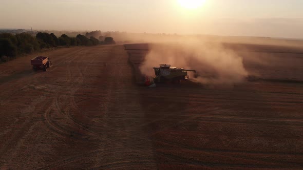 Harvesting wheat during summer sunset from the fields. Aerial drone view.