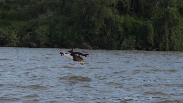 980292 African Fish-Eagle, haliaeetus vocifer, Adult in flight, Fish in Claws, Fishing at Baringo La alt