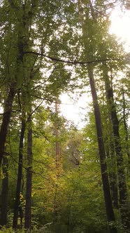Vertical Video Autumn Forest with Trees By Day alt