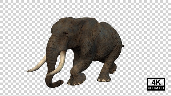 Elephant Runing Angle View alt