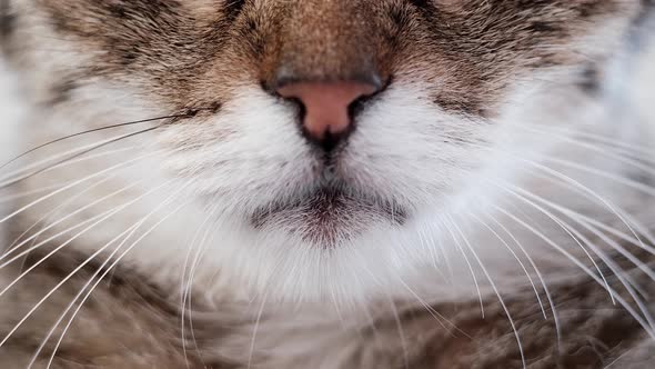 Macro Shoot On Cat Mouth And Whiskers